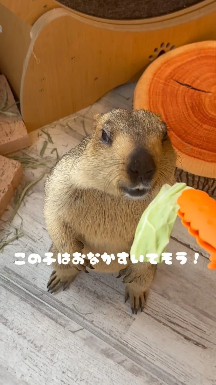 ひな