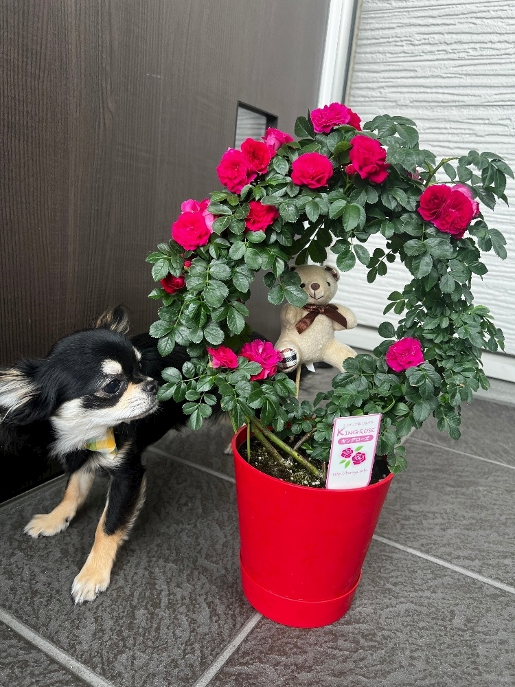 柏木 唯愛