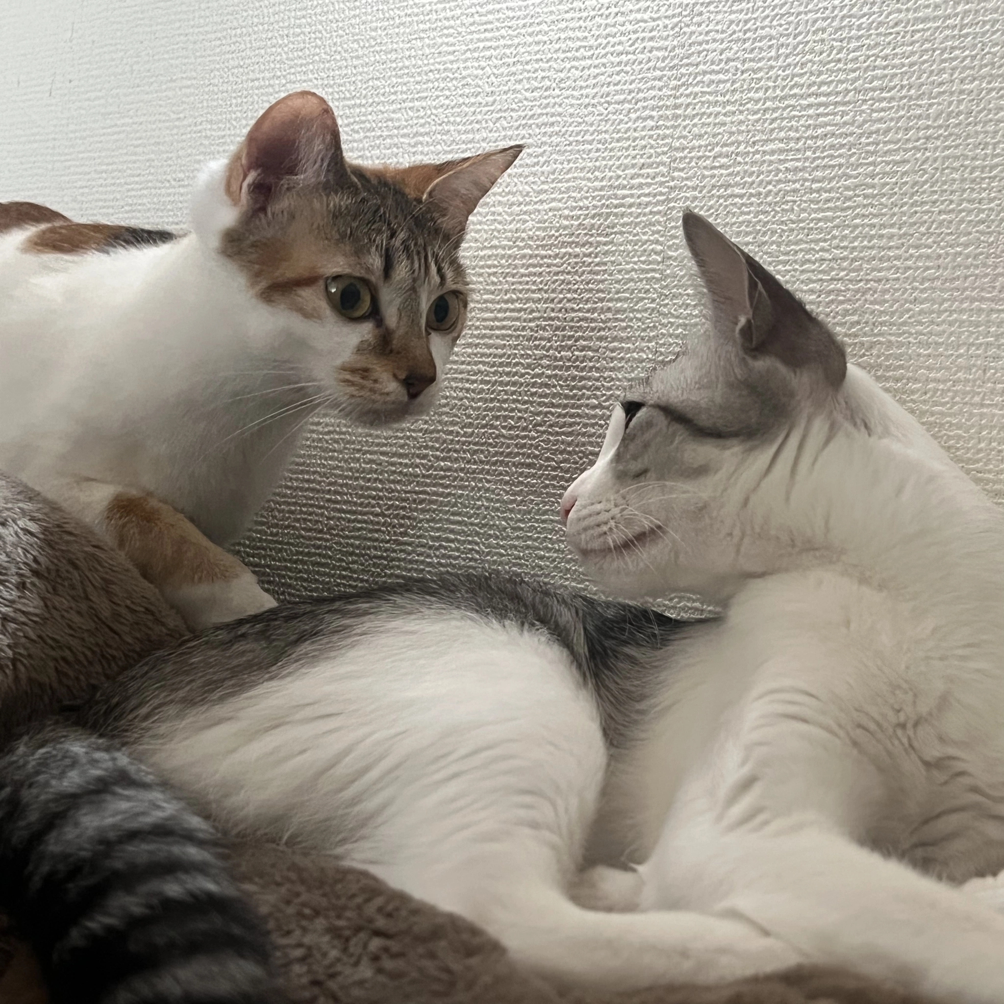 とあ