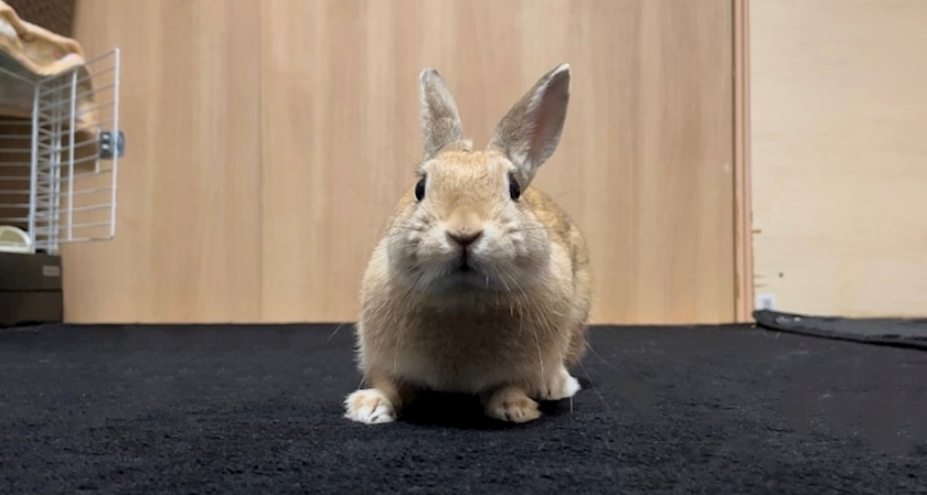 ゆうか
