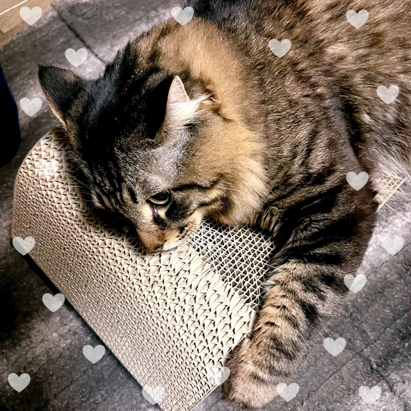 杉谷 ちなみ