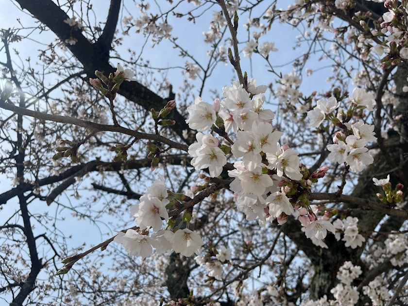 くるみ