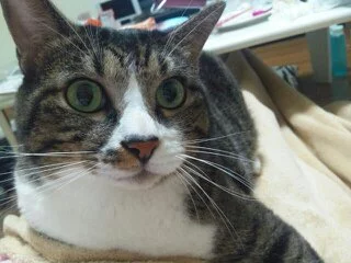 愛羽 仁美