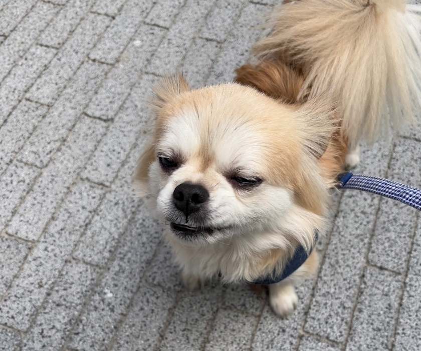 しずか