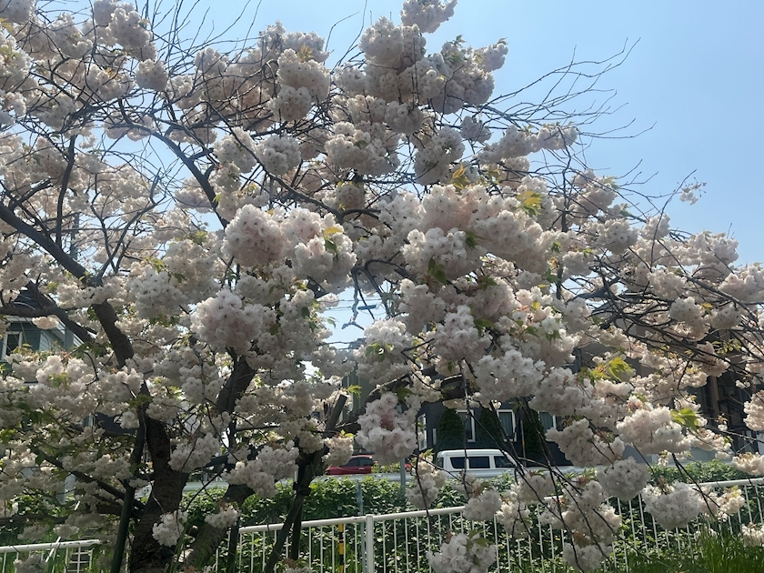 夢咲 さくら