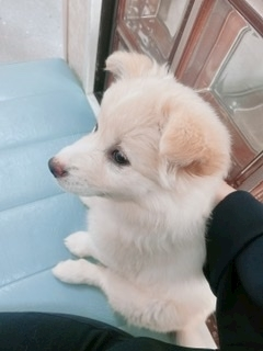 京 さゆみ