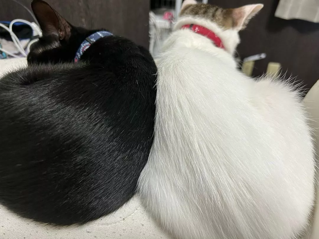 しおん