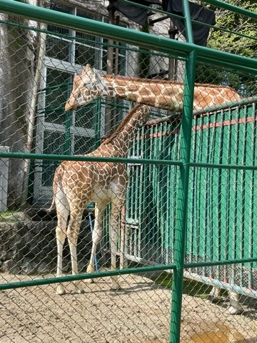 えりんぎ