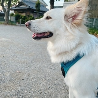 京 さゆみ