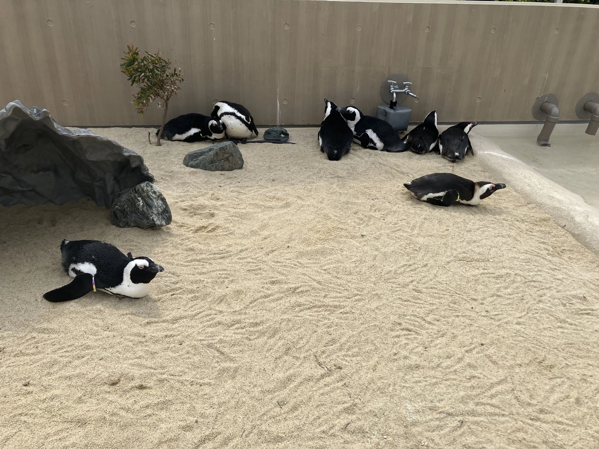 ミク