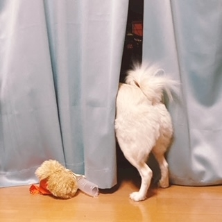京 さゆみ