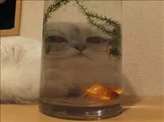 桃瀬 百華