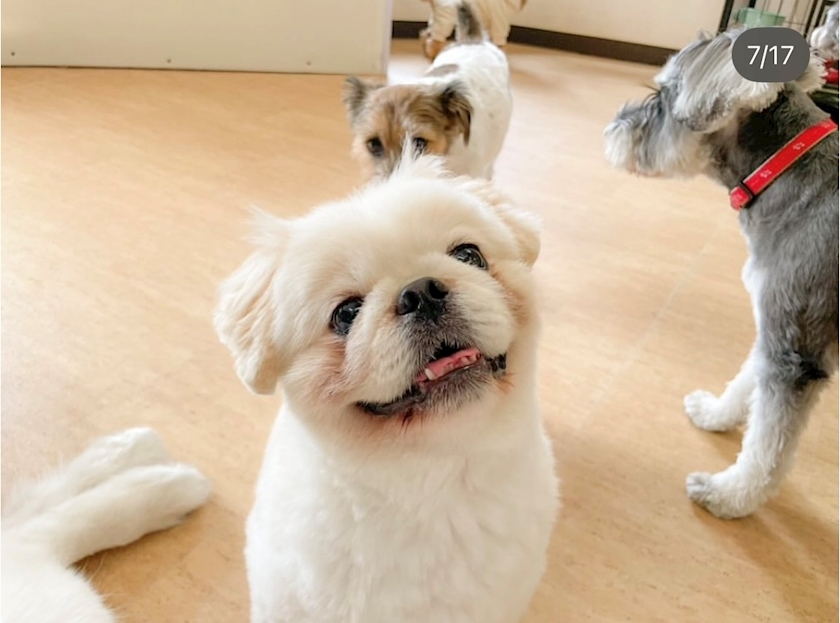 涼風 あき