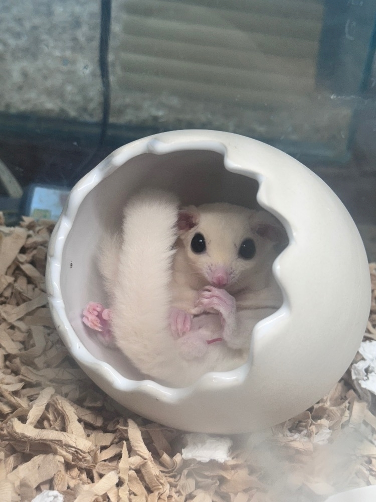 いる