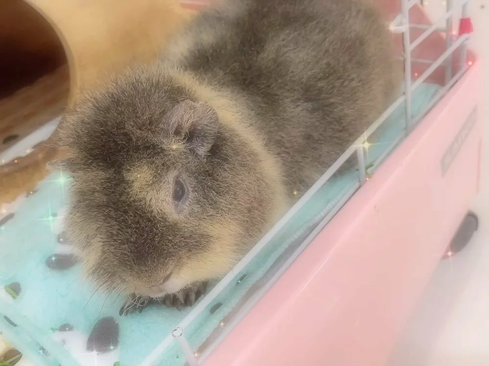 お茶の水うらん