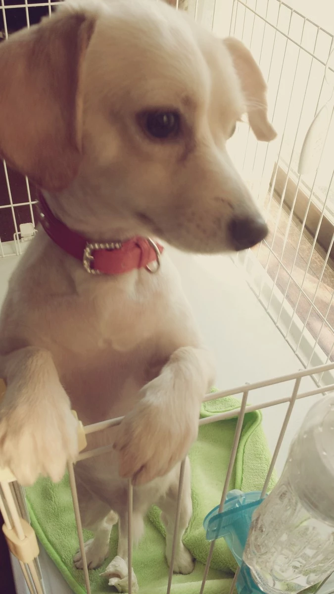 立花 咲