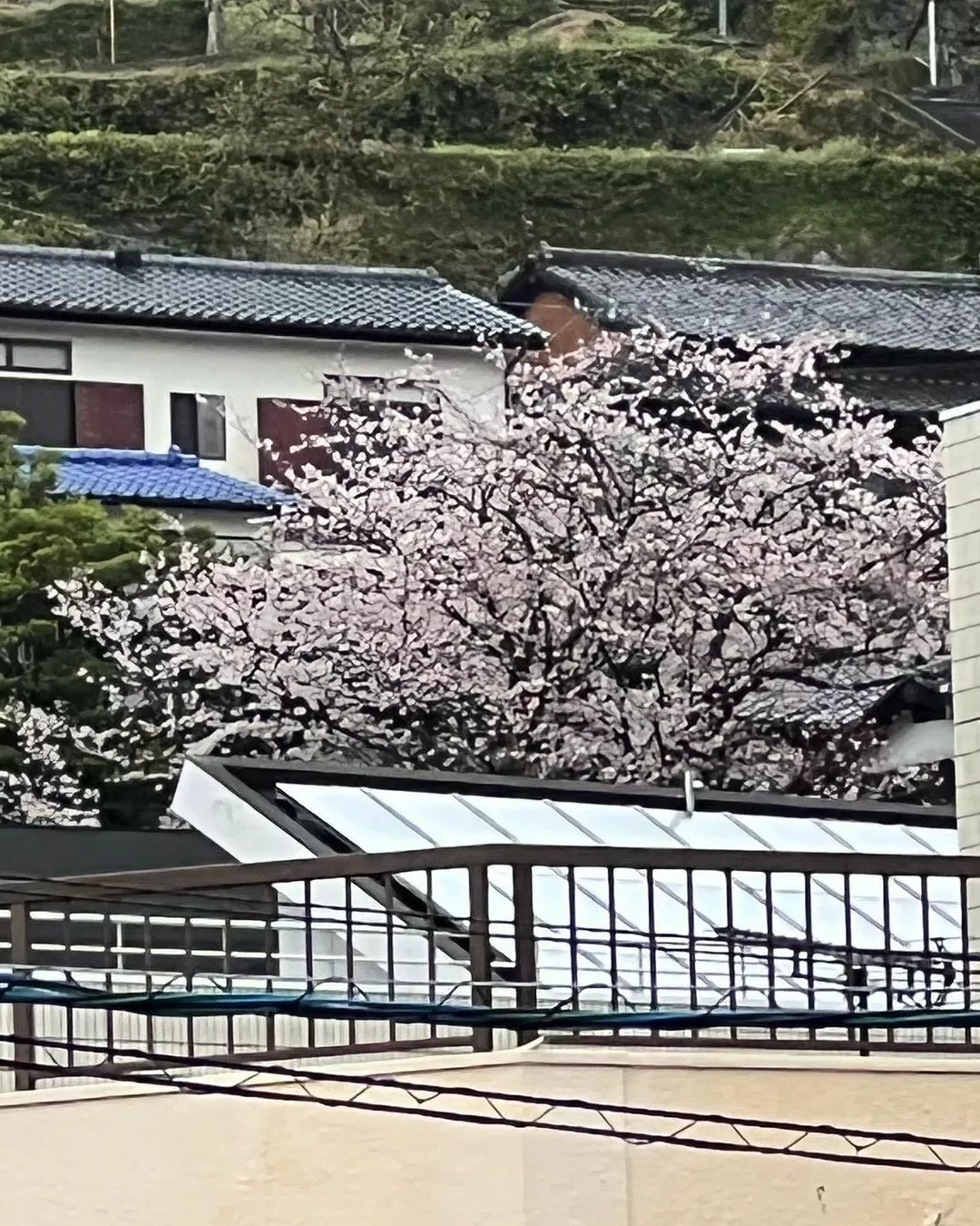 藤本 祐子ママ