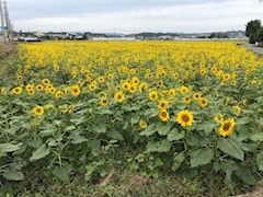 桃瀬 百華