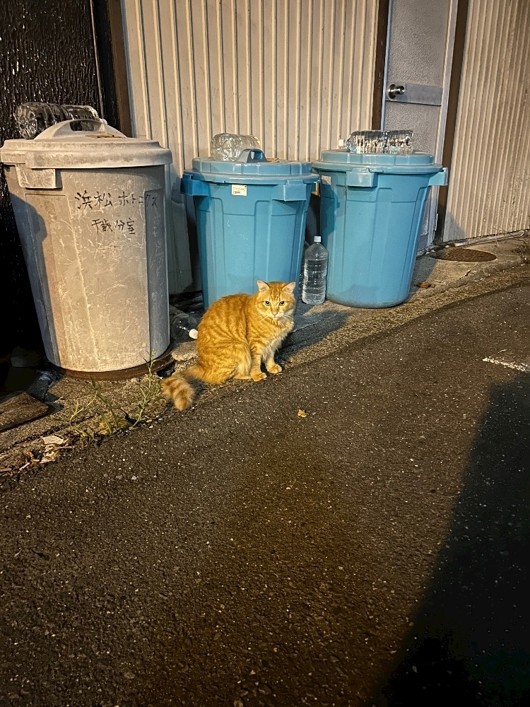 麗日 ひな