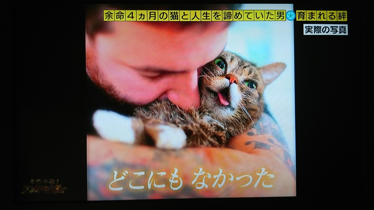 五条 椿