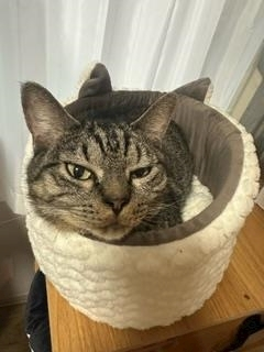 桐島 りゅう