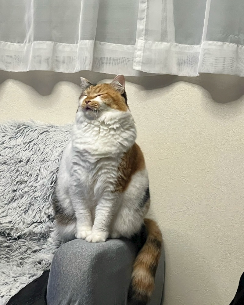 メイ