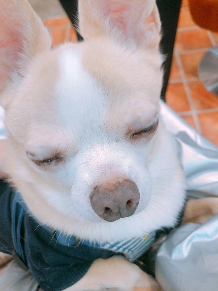 ちさ