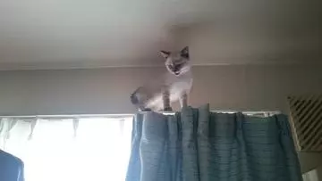 ひな