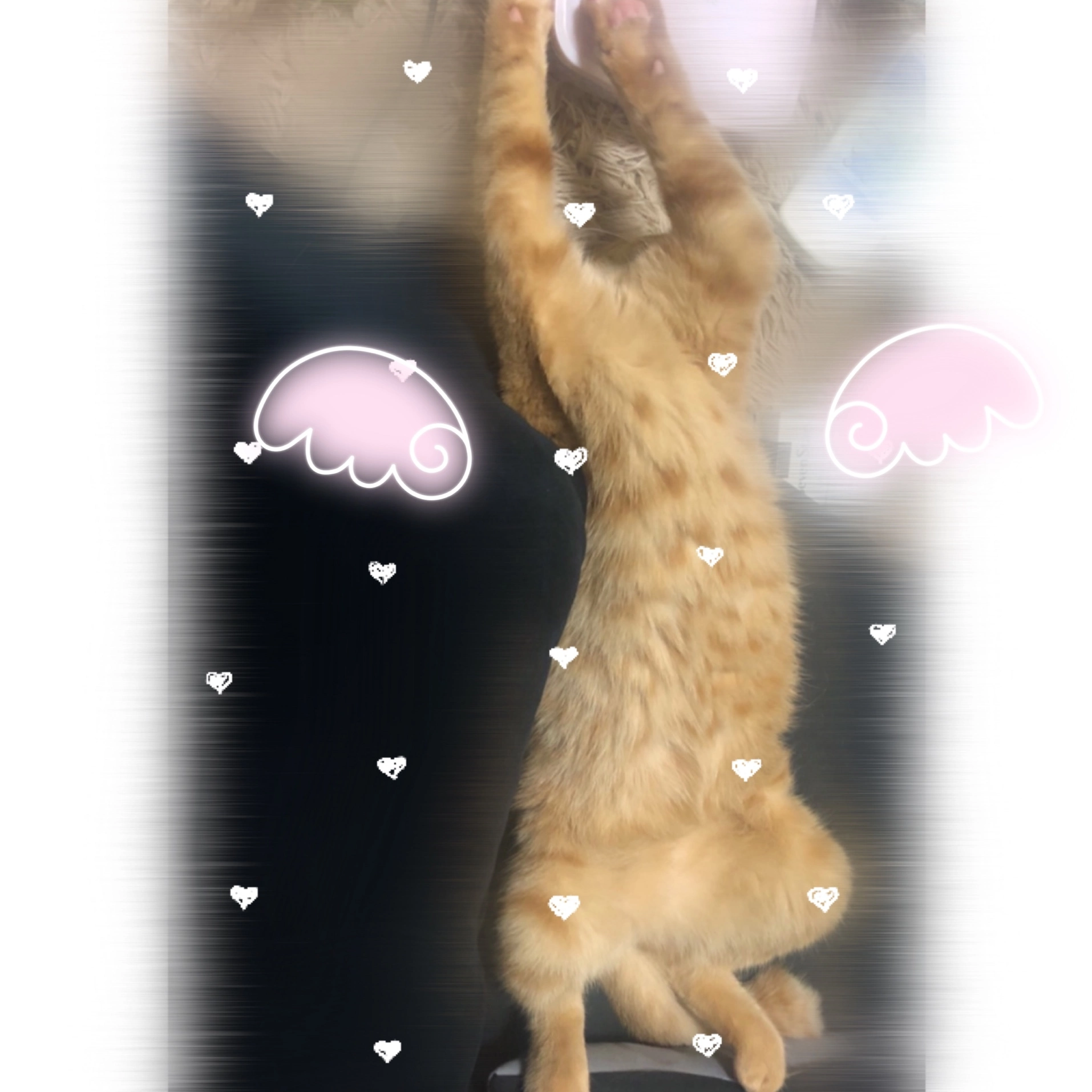 まゆ