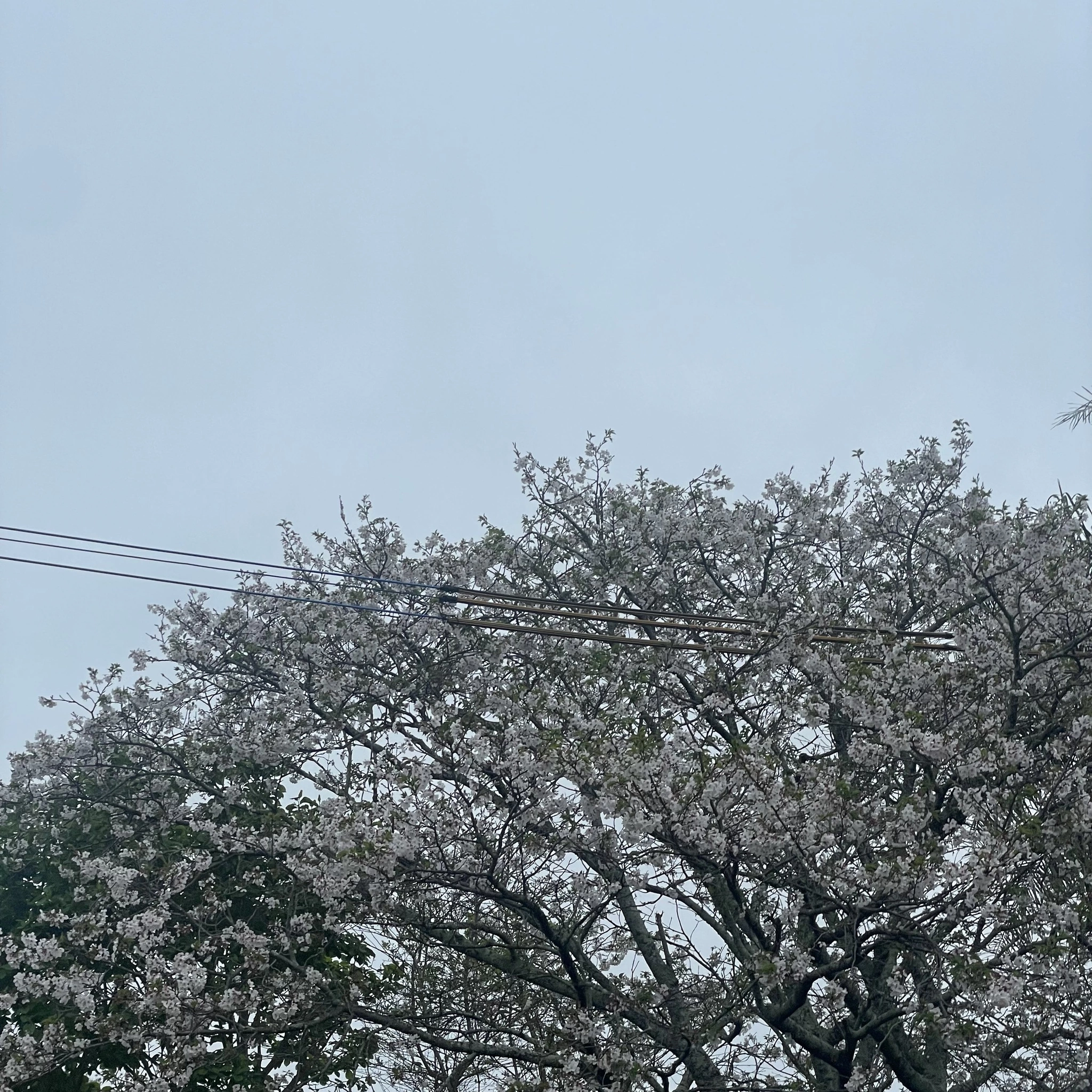 ちゃお