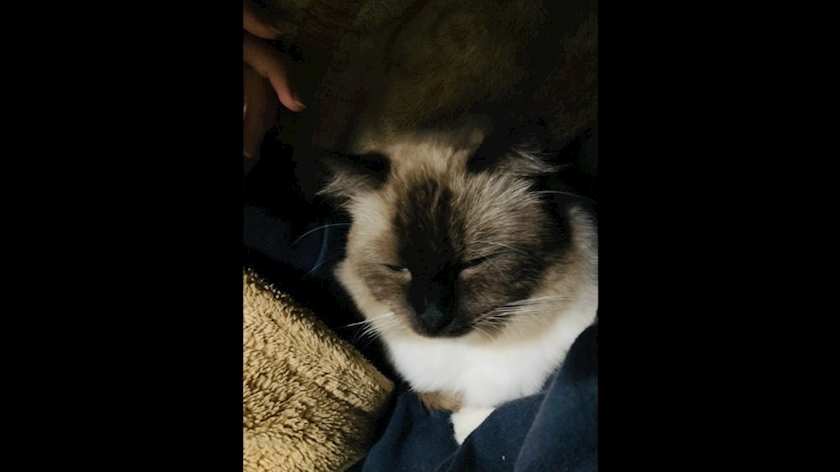 甘眠冠  しの