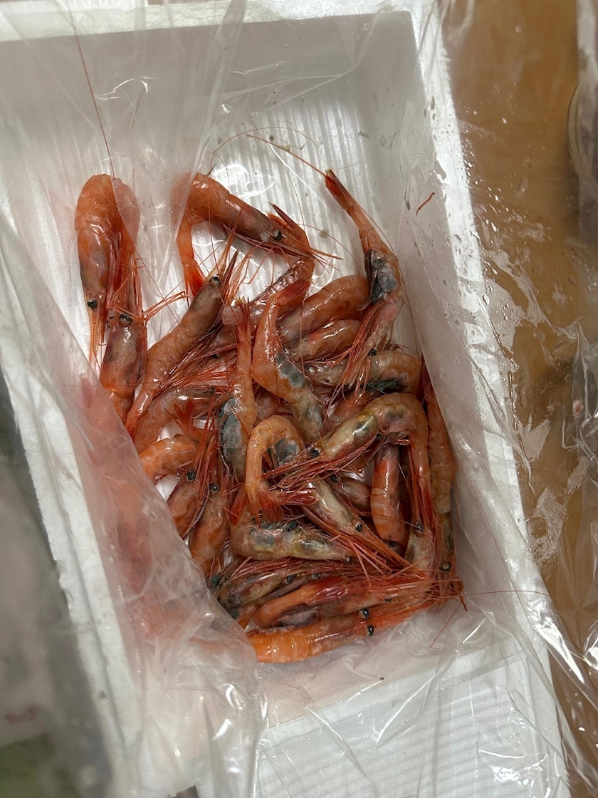 綾瀬 セナ