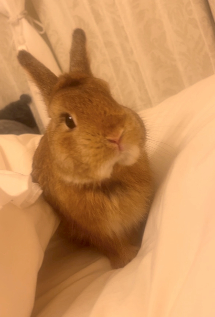 セナ