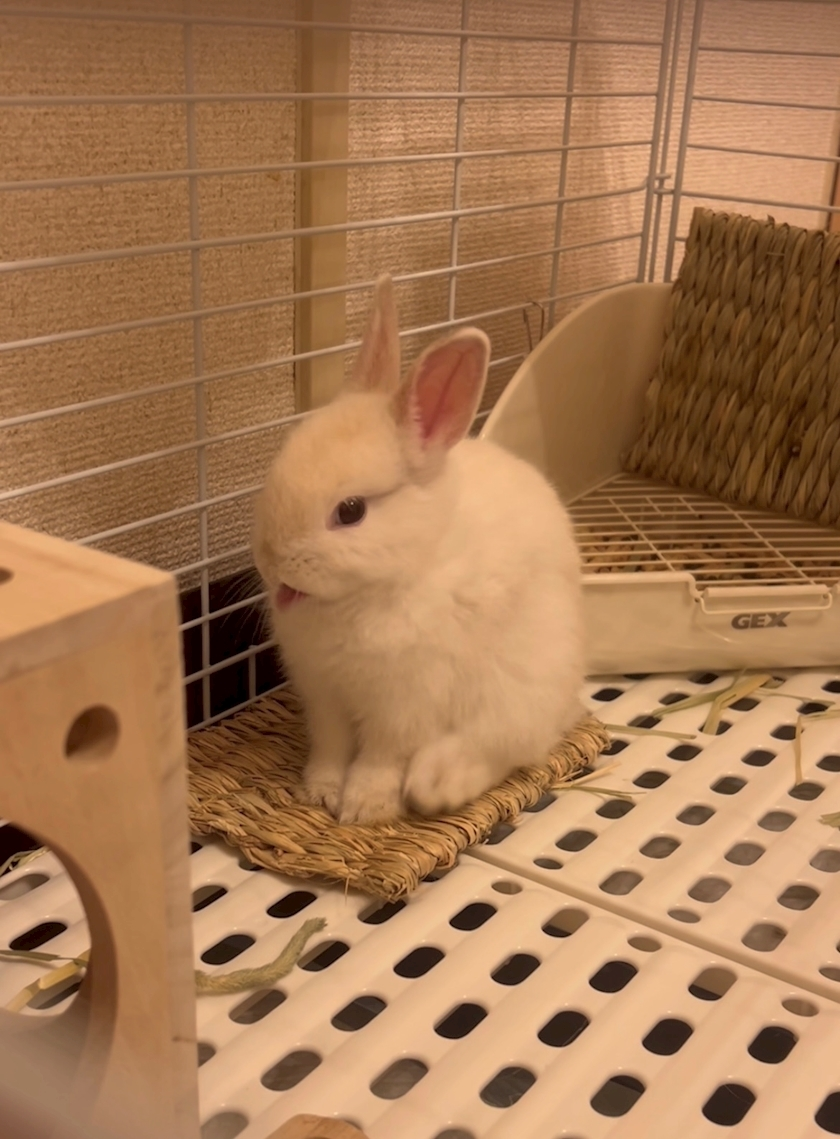 セナ