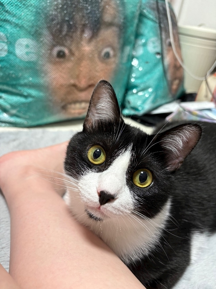 サキ