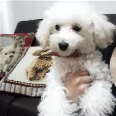 桃瀬 百華