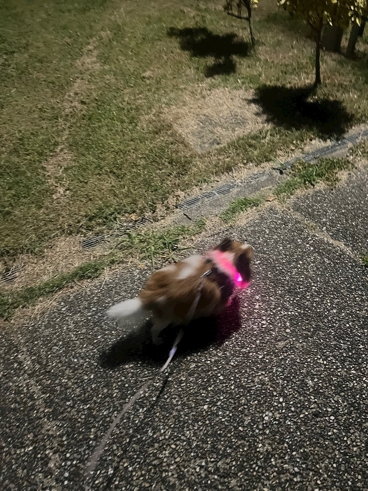 あいら