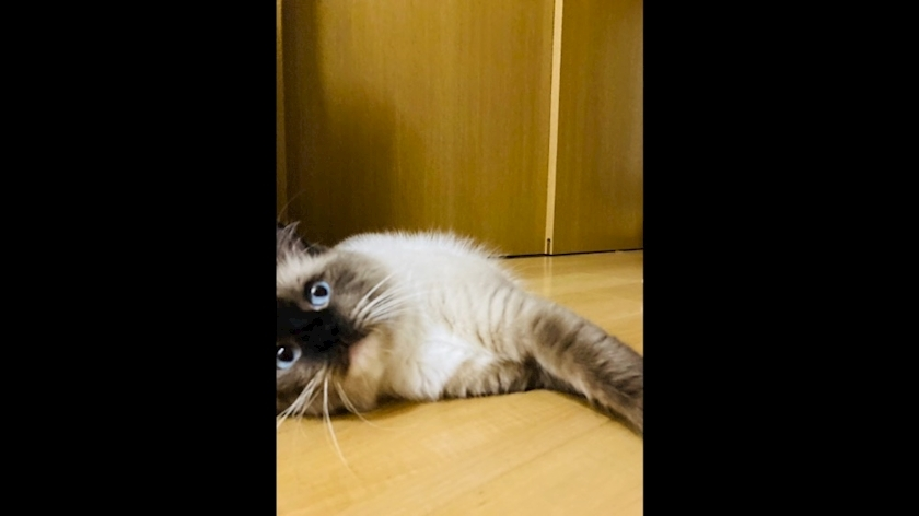 甘眠冠  しの