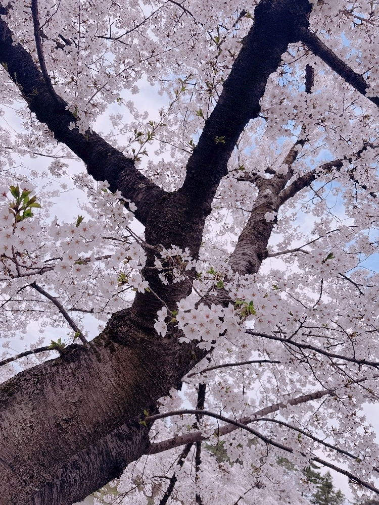 橘 るか