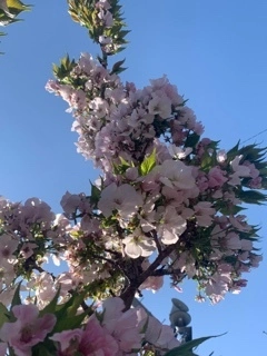 立華 碧