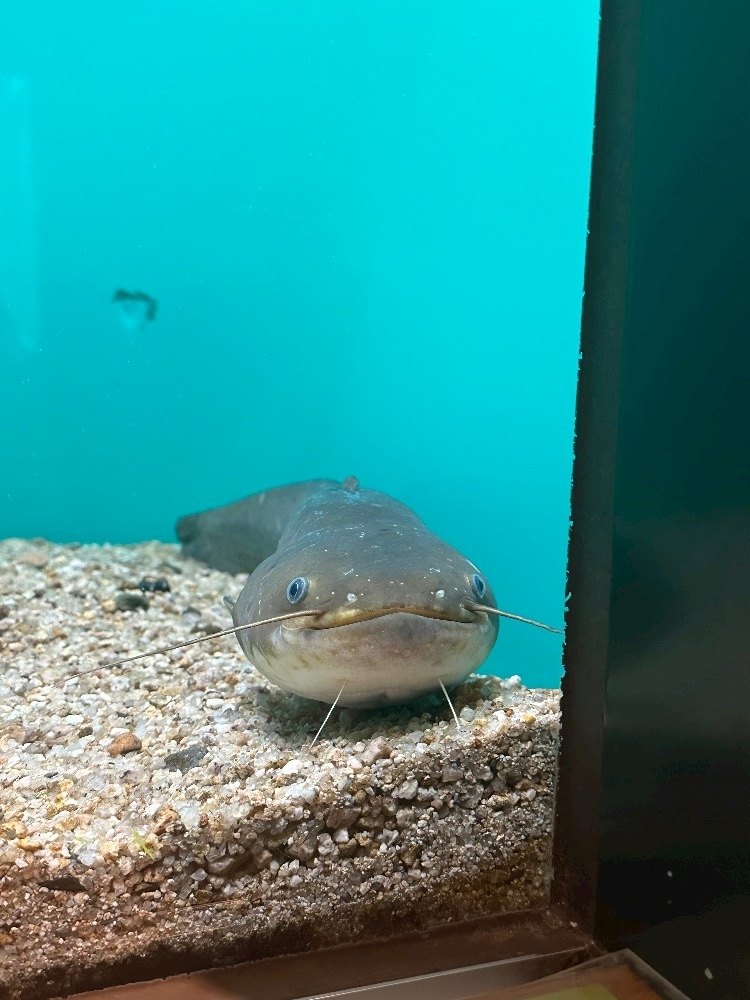 あこ