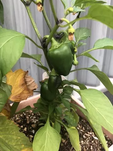 長瀬 純恋