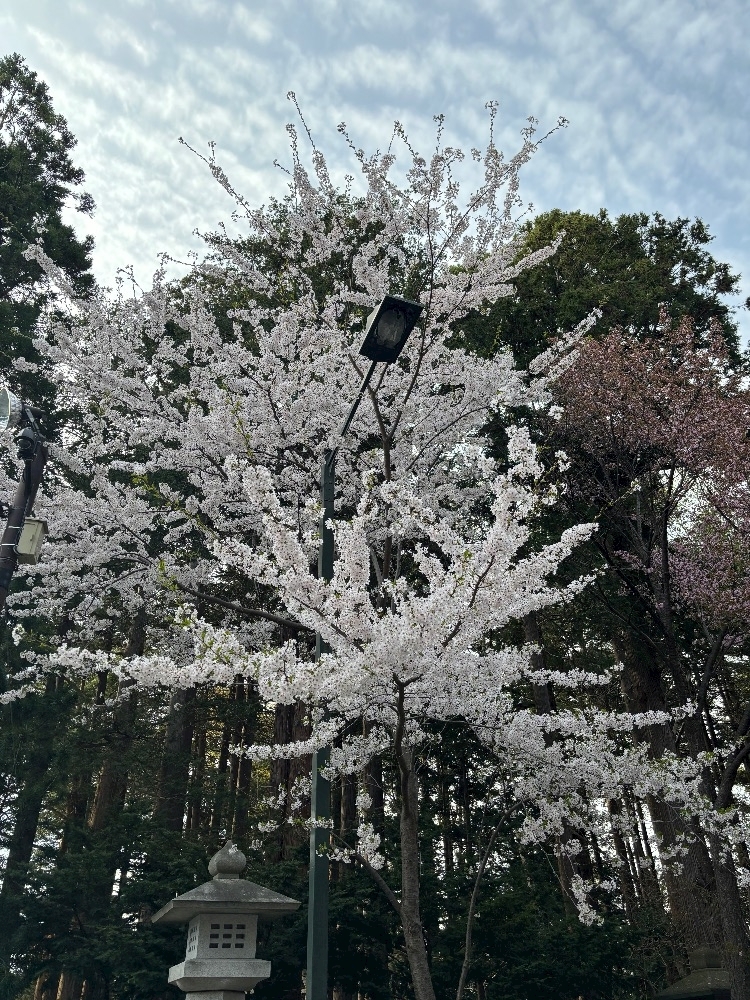 香川 ゆい