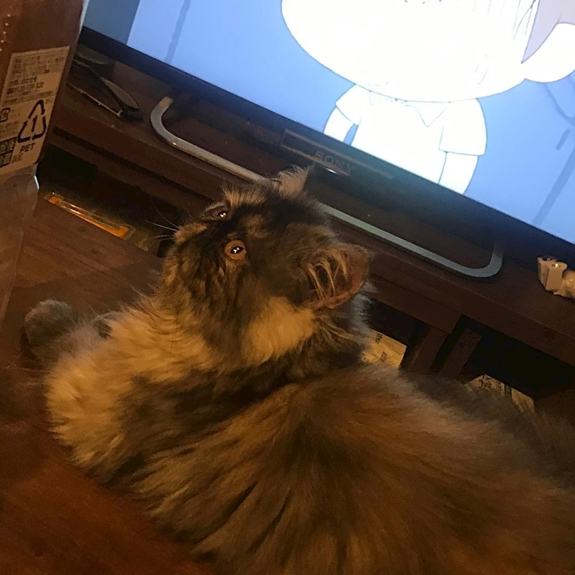 雛咲 のあ