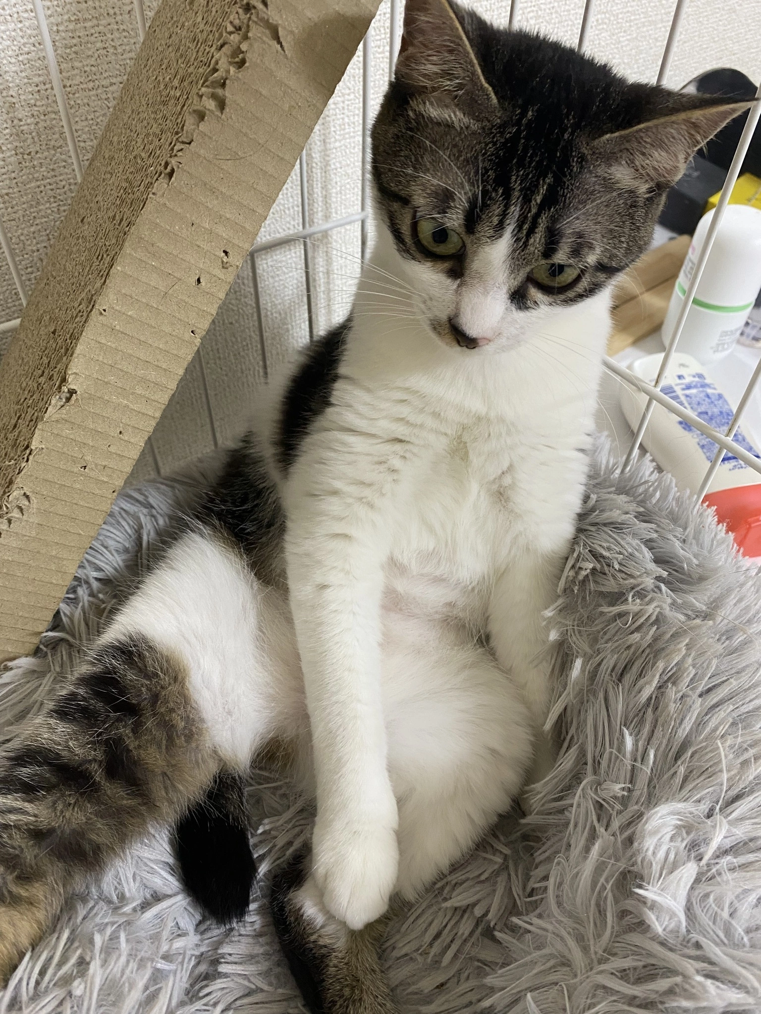 あきら