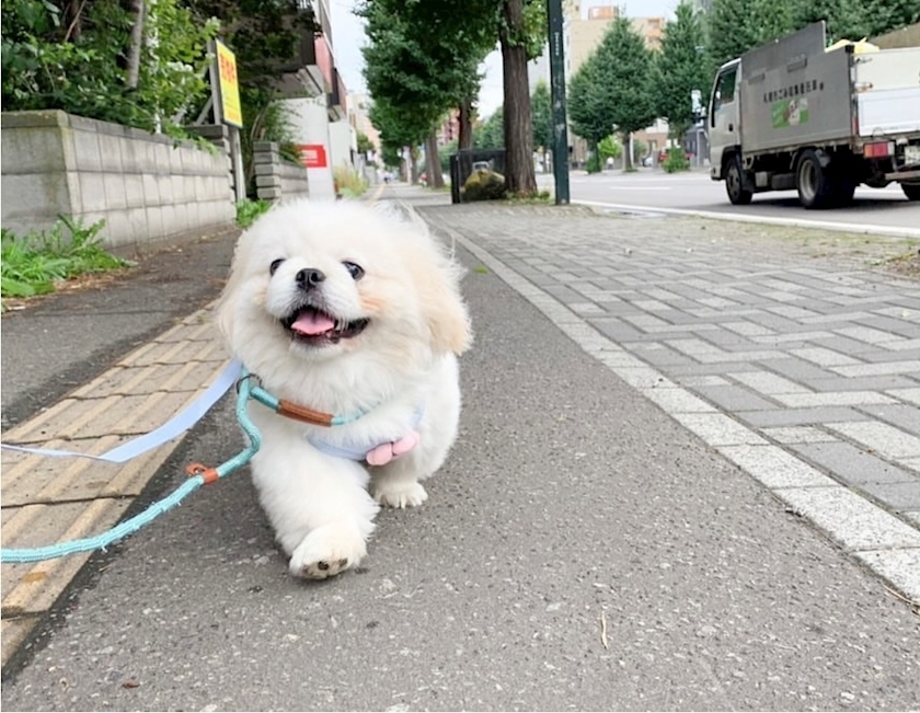 涼風 あき