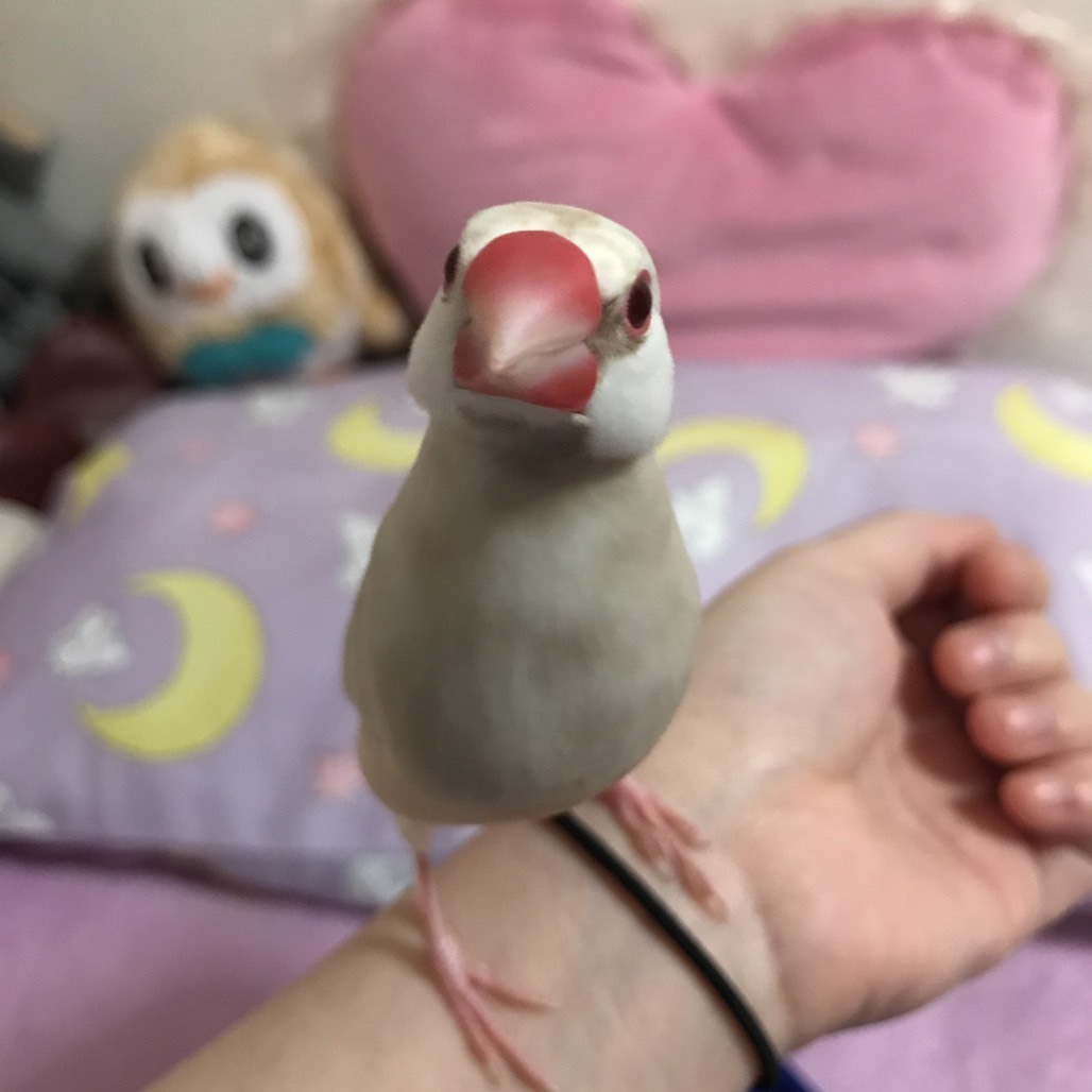 みずき
