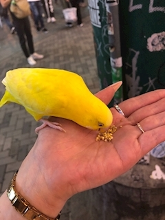 姫花
