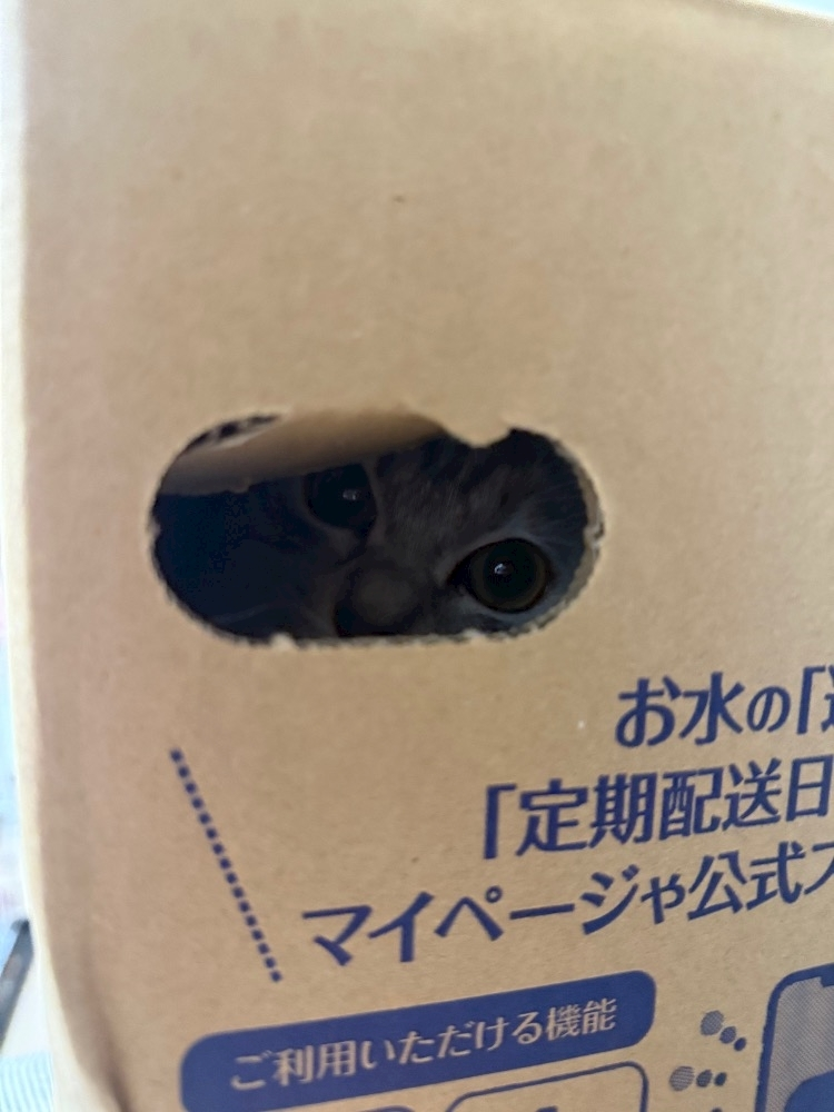 芹奈