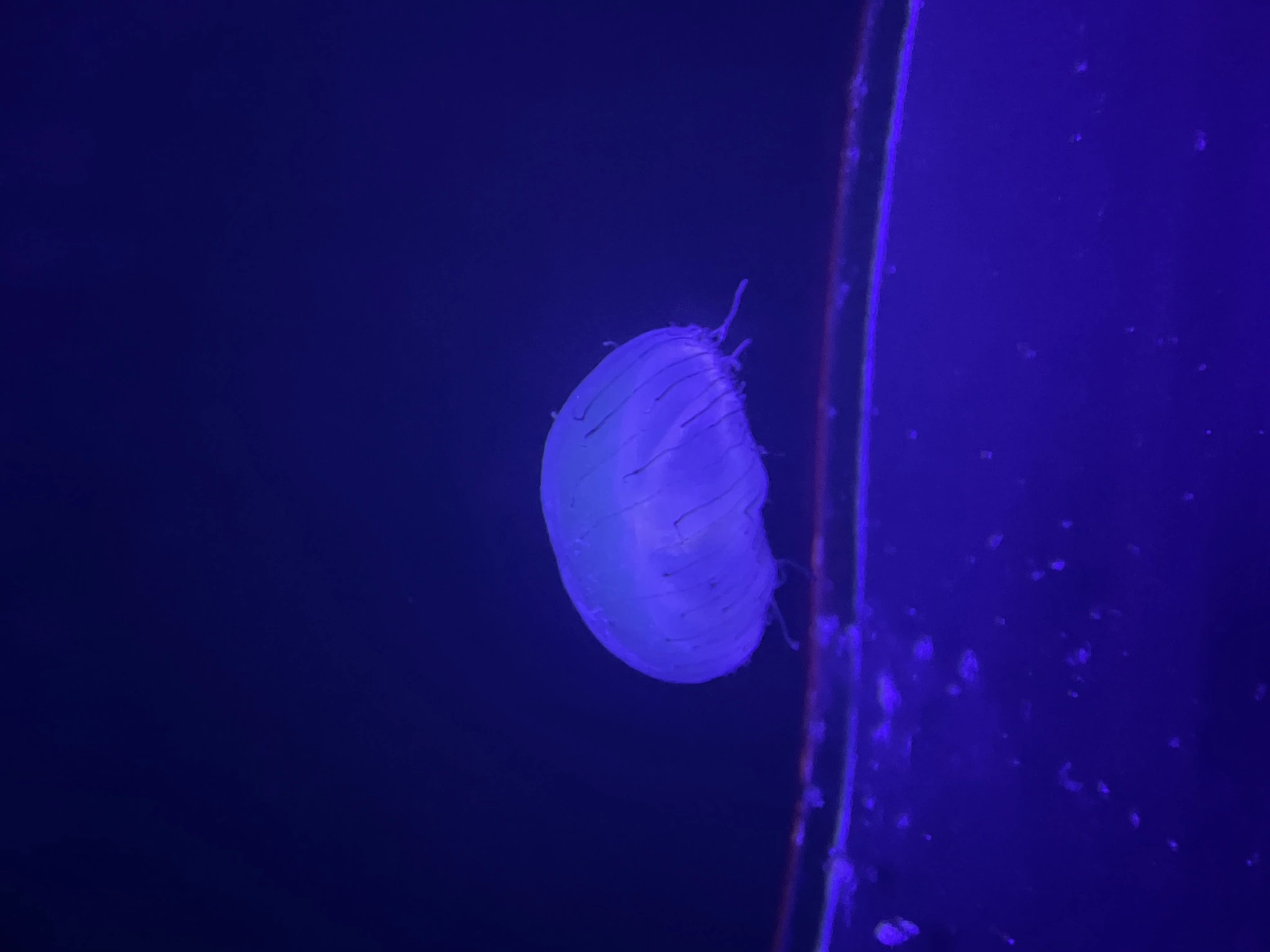 ちぃ